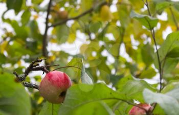 Ripe apple among the foliage. Focus on the apple.