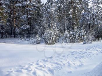 Pine forest and the road after a snowfall.