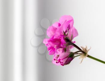 Pink geranium flowers on a gray background.