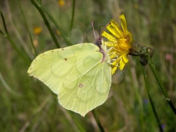 Brimstone butterfly, Gonepteryx rhamni, sucking nectar on the blossom.