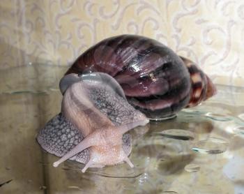 Achatina snail crawling on the wet glass.