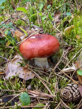 Red mushroom russula in the woods in summer.