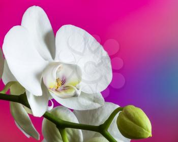 Beautiful white orchid flower close-up on a colorful background.