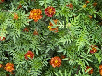 Orange-red flowers Tagetes against green leaves. After a rain.