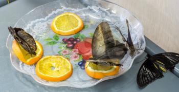 Tropical Butterflies drink the juice from the orange slices.