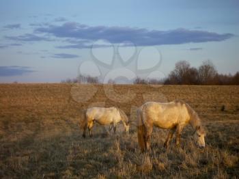 Two white horses are in the field against the evening sky.