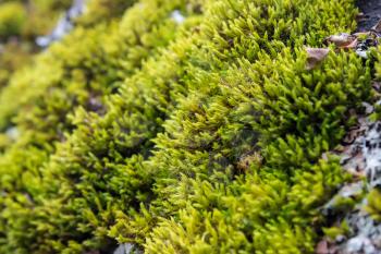 Beautiful background with a bright green moss. Close-up. Shallow depth of field.