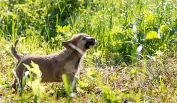 A little curious puppy among the green grass.