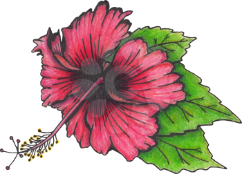 Hibiscus flower with leaves. Illustration made with colored pencils. Drawn by hand. Isolated on white. Design for card, poster or wallpaper. There is an option in the vector.