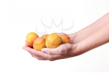 ripe apricots in a hand on a white background