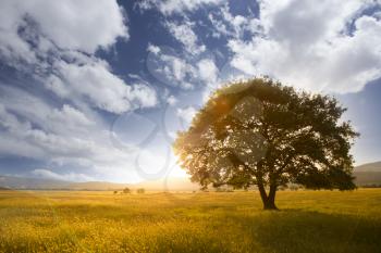Alone tree in grass field. Lone Oak at sunset, against a background of mountains and hills. Spring or summer