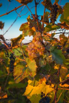 Gorgeous sunset over beautiful green vines. Nature background with Vineyard in autumn harvest. Ripe grapes in fall. Wine concept