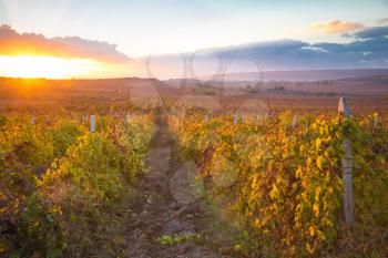 Gorgeous sunset over beautiful green vines. Nature background with Vineyard in autumn harvest. Ripe grapes in fall. Wine concept