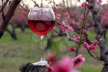 Wineglass with red wine at the peach tree garden