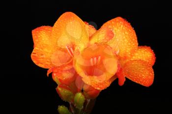 yellow color freesia on a black background