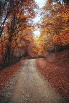 Beautiful autumn forest mountain path autumn mountain landscape. asphalt road going to mountains passes through the forest