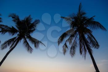 palm trees on the background of a beautiful sunset. Tropical beach. Thailand, the concept of leisure and vacation