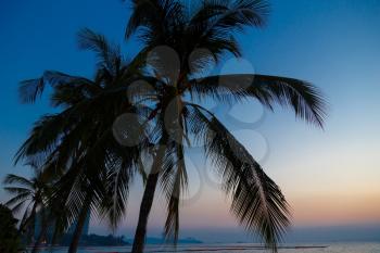 palm trees on the background of a beautiful sunset. Tropical beach. Thailand, the concept of leisure and vacation