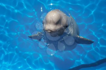 beluga whale (white whale) in water