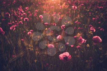 landscape with nice sunset over poppy field