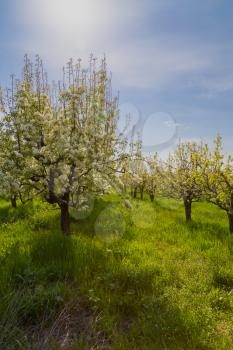 blooming apple tree in spring. Spring flowering garden