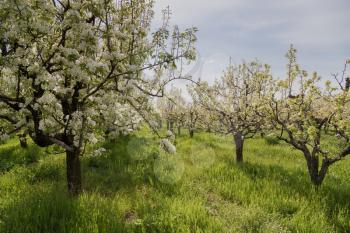 blooming apple tree in spring. Spring flowering garden