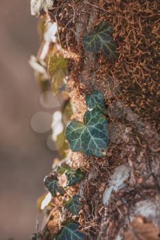 Beautiful, wild ivy on tree bark in the park