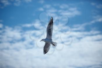 Seagulls flying in the blue sky. Dawn under sails. Sea View. The only visible viewpoints on board sailing yacht.