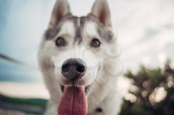 Beautiful girl plays with a dog (grey and white husky) in the mountains at sunset