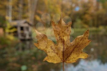 Autumn rural landscape - autumn oak trees near the pond and lonely small house in foggy cloudy weather