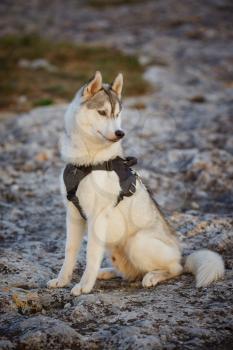 portrait of siberian husky. Handsome young male outdoors. Forest and mountains