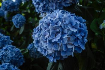 Beautiful blue hydrangea buds. Magic Botanical Garden in Batumi, Georgia