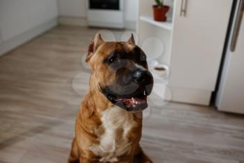 Photo of young pretty home dog. American Staffordshire Terrier, pit bull terrier