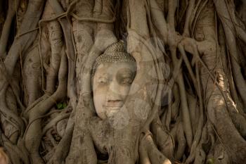 Old Beautiful Thai Temple wat Mahathat, Ayutthaya Historical Park, Ayutthaya, Thailand. Buddha head overgrown by fig tree in Wat Mahathat.