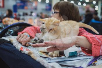 MOSCOW MARCH 6 2019 Unidentified member of the exhibition shows his cat at international exhibition of cats Catsburg in the exhibition hall Crocus-Expo, Moscow