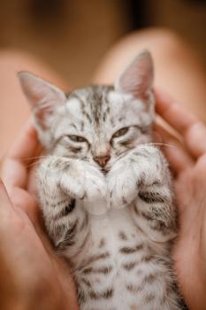 little cute home gray striped kitten in hand. Cute little kitten with owner at home, closeup. Very cute and funny emotions kitty