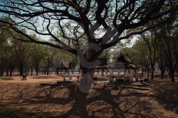 Sukhothai Historical Park, a UNESCO World Heritage Site in Thailand. big beautiful tree in the park