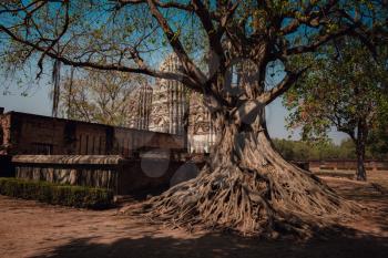 Sukhothai Historical Park, a UNESCO World Heritage Site in Thailand. big beautiful tree in the park