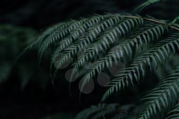 Dark green fern in thailand national park. Royal Garden Siribhume in national park Doi Inthanon Chiang Mai, Thailand, abstract nature background.