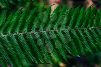 Dark green fern in thailand national park. Royal Garden Siribhume in national park Doi Inthanon Chiang Mai, Thailand