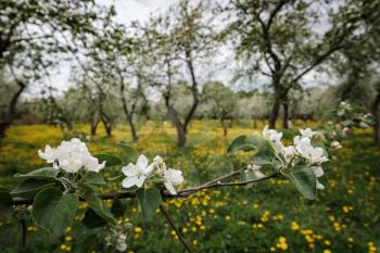 flowering apple trees among a field of dandelions. Kolomenskoye park in Moscow.