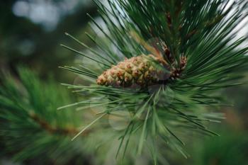 Young green cone of maritime pine. Commonly Known As The Maritime Pine Or Cluster Pine