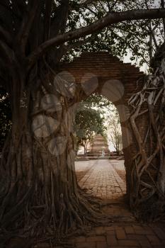 beautiful warm sunset on the ruins of the Ayutthaya temple. Ayutthaya Historical Park in Thailand
