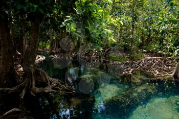 Emerald Pool or Tha Pom Klong Song Nam at Krabi Province, Thailand. Amazing crystal clear emerald canal with mangrove forest. Beautiful nature landscape. Travel, holidays, recreation concept