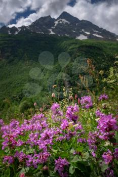 Field with flowering plants, herbs and flowers on Dombai in summer against the mountains with snow-capped peaks. North Caucasus, Russia.