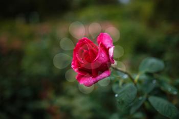 Beautiful roses in garden, roses for Valentine Day. beautiful deep dark colors, hipster or Vintage tones