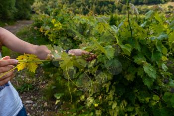 Close up of the hands of a vintner or grape farmer inspecting the grape harvest. Men's hands and vine. Young shoots of grapes with inflorescence and small ovaries of grapes. Future wine harvest