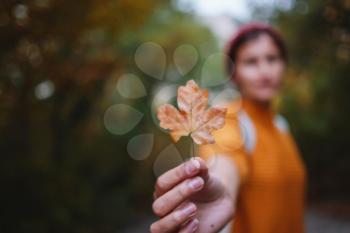 The hand of the woman holding the ivy leaf tree in the autumn sun. autumn yellow sunny background