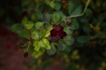 Beautiful roses in garden, roses for Valentine Day. beautiful deep dark colors, hipster or Vintage tones