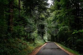the road in the summer or spring forest. Concept and idea of travel by car and vacation